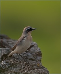 Passereaux de saison I