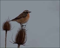 Passereaux de saison III