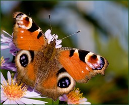 Fleur parmi les fleurs