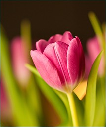 Première tulipe