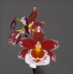 Arlequin