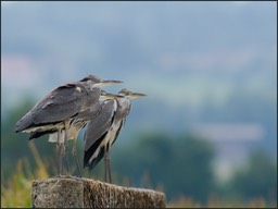 L'heure de la garde