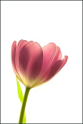 Fleurs et végétaux 2006-2007-2008