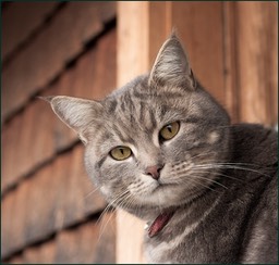 Mais non, juste câlin