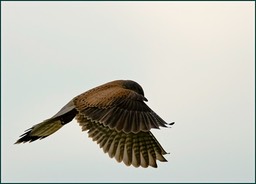 Elégance naturelle