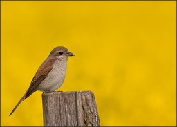 Toute en jaune-1
