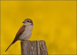 Toute en jaune-2