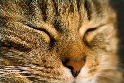 Béatitude