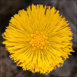 Premier soleil