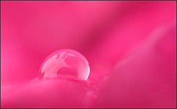 Douceur Fuchsia