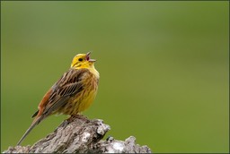 Bruant jaune mâle marquant son territoire.