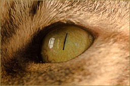 L'oeil du tigre encore...