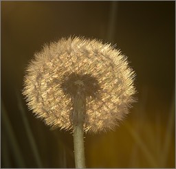 Légère comme le vent