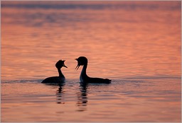 Promenade en amoureux