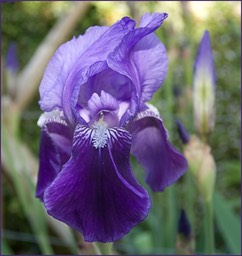 Violet