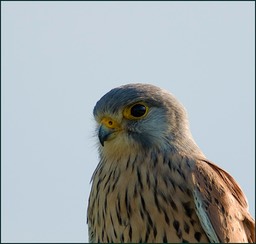 Un oeil curieux ?