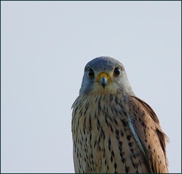 Face-à-face curieux