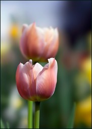 Un petit air de printemps