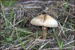 Mignon à croquer