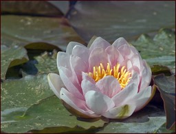 De rose vêtue