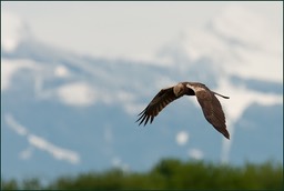 Complètement libre