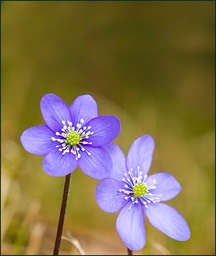Premières fleurs de l'année
