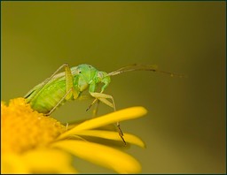 Vert et jaune