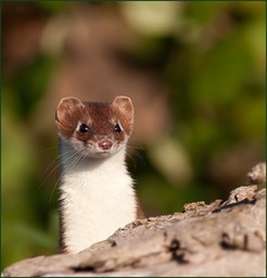 Coucou