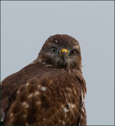 un portrait rapproché