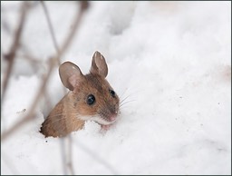 Souris-ez, c'est la nouvelle année