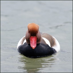 Nette rousse