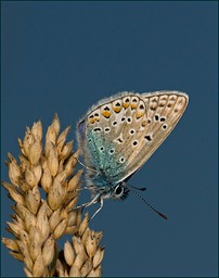 Azuré en bleu
