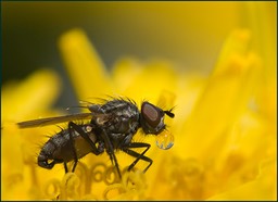 Jaune qui bulle…