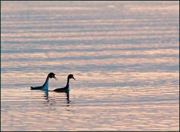 Promenade en amoureux