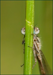 Coucou !