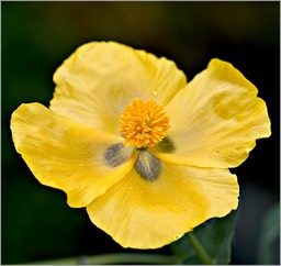 De jaune vêtue