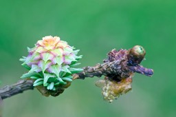 Le printemps arrive