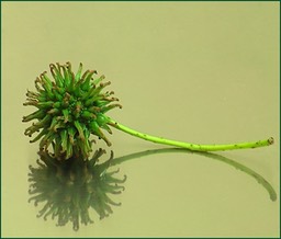 Miroir