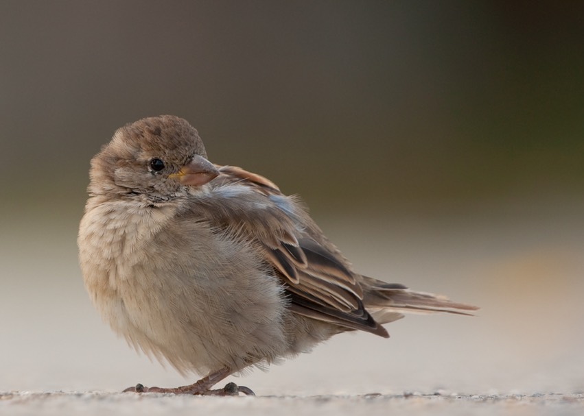 moineau