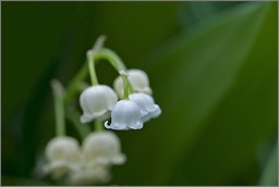 Une odeur de printemps