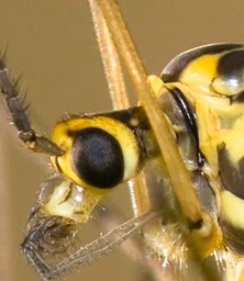 Tipule