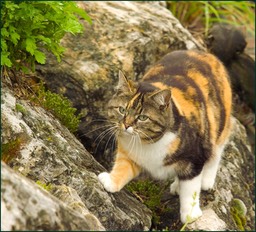 Un peu pataud