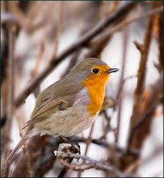 Mon copain Robin le jardinier