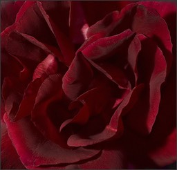 Coeur de velours