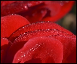 Rosée