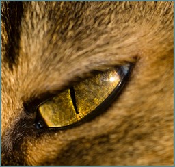 L'oeil regardait Caïn...