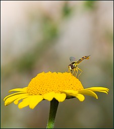 Douceur en jaune